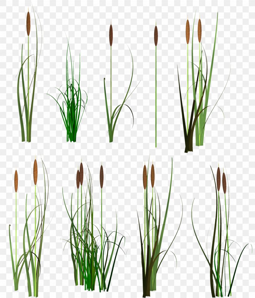 Scirpus Clip Art, PNG, 3571x4178px, Scirpus, Aartje, Chives, Commodity, Common Reed Download Free
