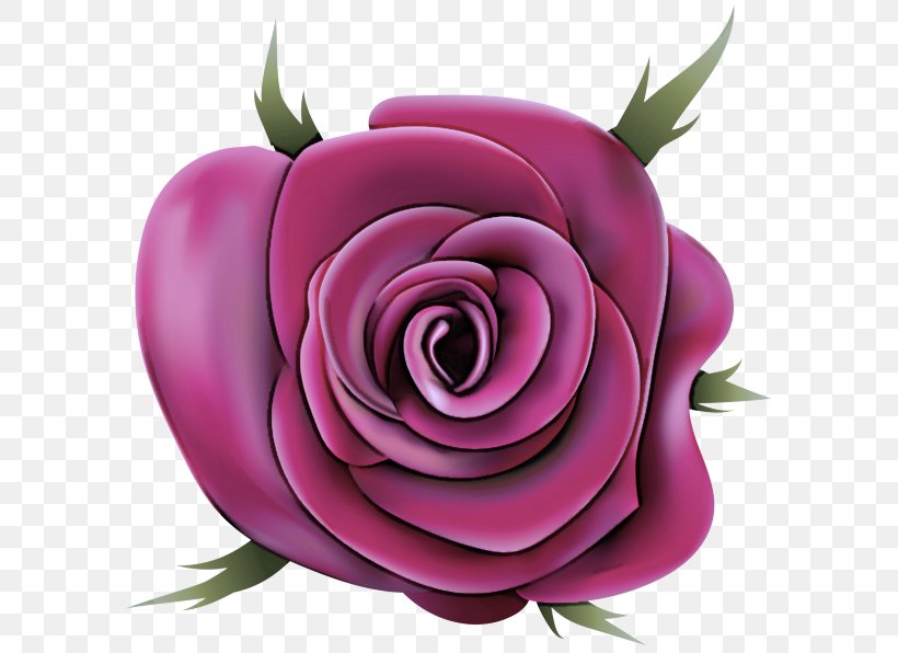 Garden Roses, PNG, 600x596px, Pink, Flower, Garden Roses, Hybrid Tea Rose, Petal Download Free