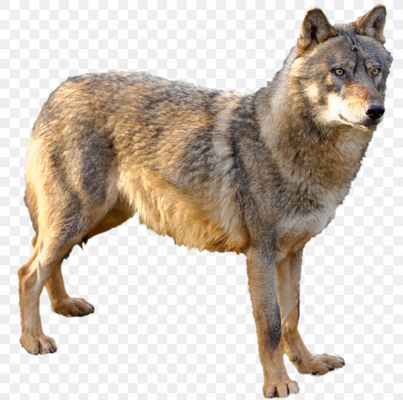 Kunming Wolfdog Czechoslovakian Wolfdog Saarloos Wolfdog Coyote Alaskan Tundra Wolf, PNG, 1000x993px, Kunming Wolfdog, Alaskan Tundra Wolf, Animal, Canis, Canis Lupus Tundrarum Download Free
