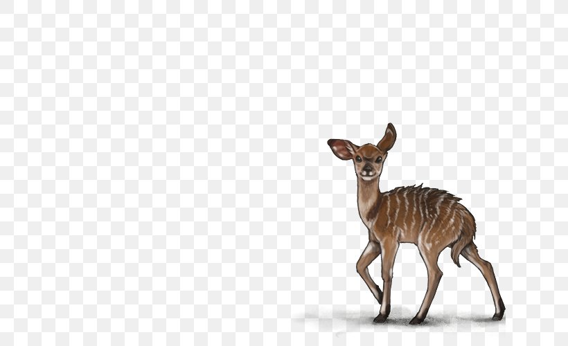 Lion White-tailed Deer Felidae Musk Deer, PNG, 640x500px, Lion, Animal, Antelope, Antler, Bongo Download Free