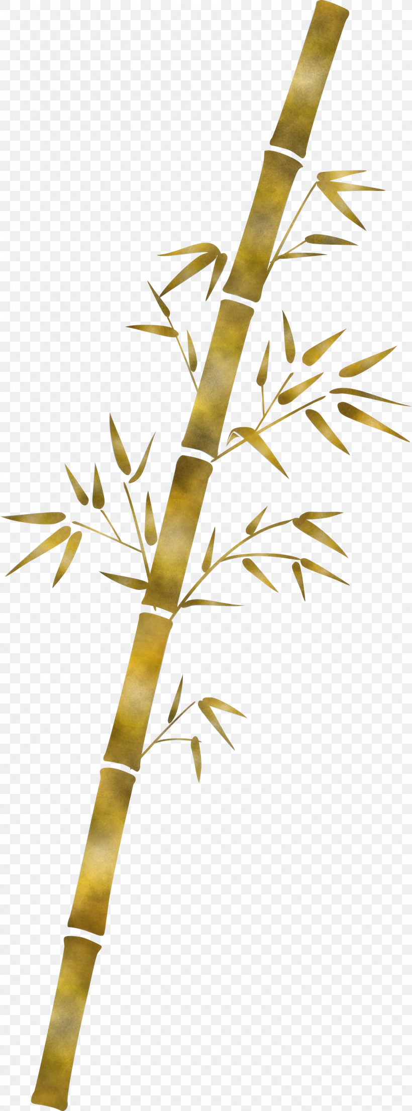 Bamboo Leaf, PNG, 1586x4277px, Bamboo, Branch, Flower, Grass Family, Leaf Download Free