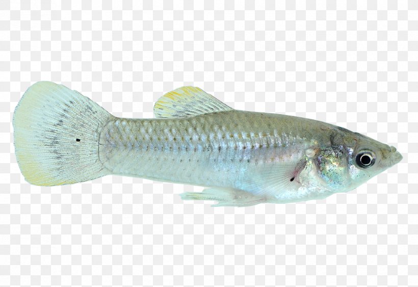 Cod Common Molly Fish Guppy X-ray Tetra, PNG, 955x656px, Cod, Aquarium, Biology, Bony Fish, Common Molly Download Free
