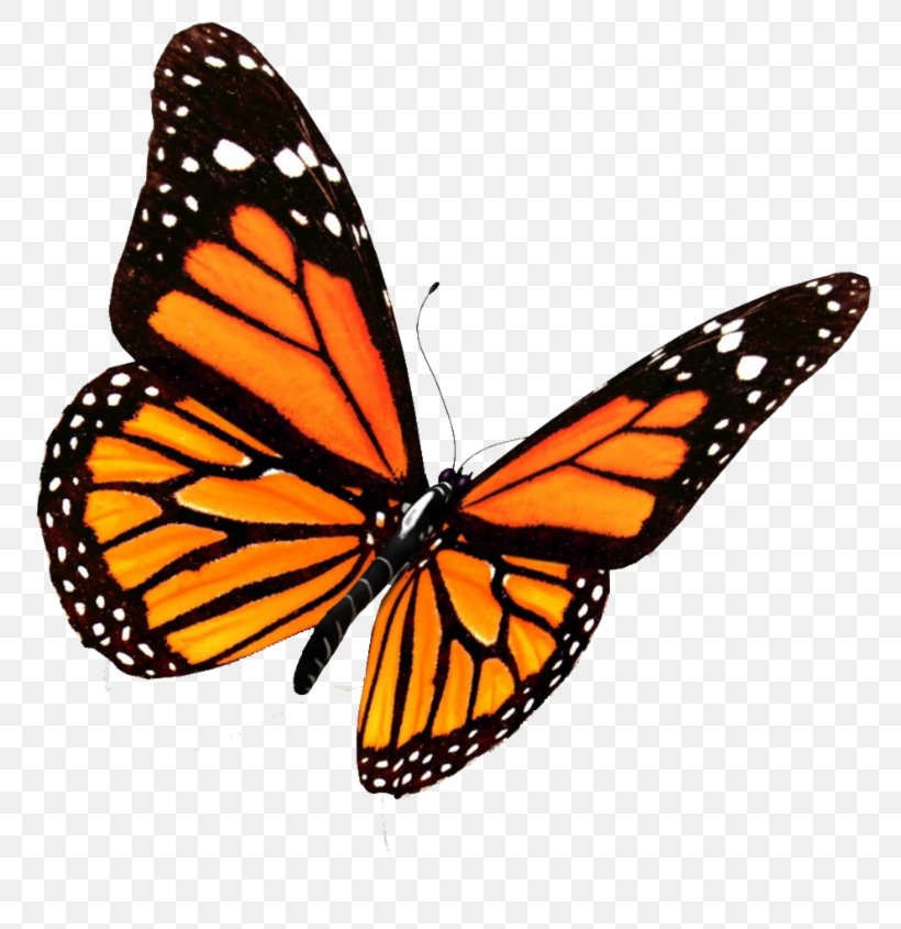 Monarch Butterfly Insect Clip Art, PNG, 800x845px, Butterfly, Arthropod, Brush Footed Butterfly, Butterflies And Moths, Insect Download Free