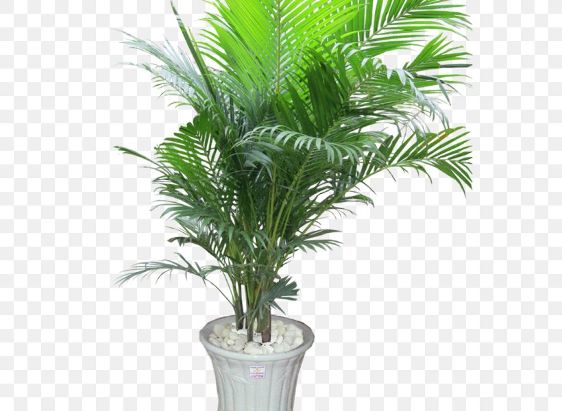 Ornamental Plant Areca Palm Houseplant Tree Arecaceae, PNG, 600x600px, Ornamental Plant, Areca Palm, Arecaceae, Arecales, Date Palm Download Free