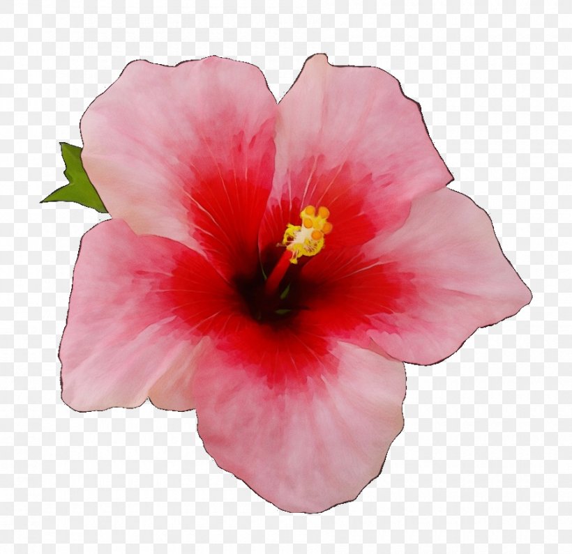 Pink Flower Cartoon, PNG, 900x873px, Watercolor, Annual Plant, Black, Chinese Hibiscus, Color Download Free