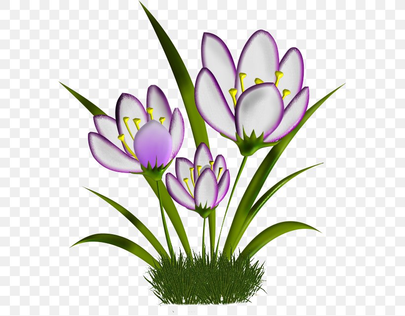 Crocus Cut Flowers Plant Stem Herbaceous Plant Clip Art, PNG, 585x641px, Crocus, Cut Flowers, Flora, Flower, Flowering Plant Download Free