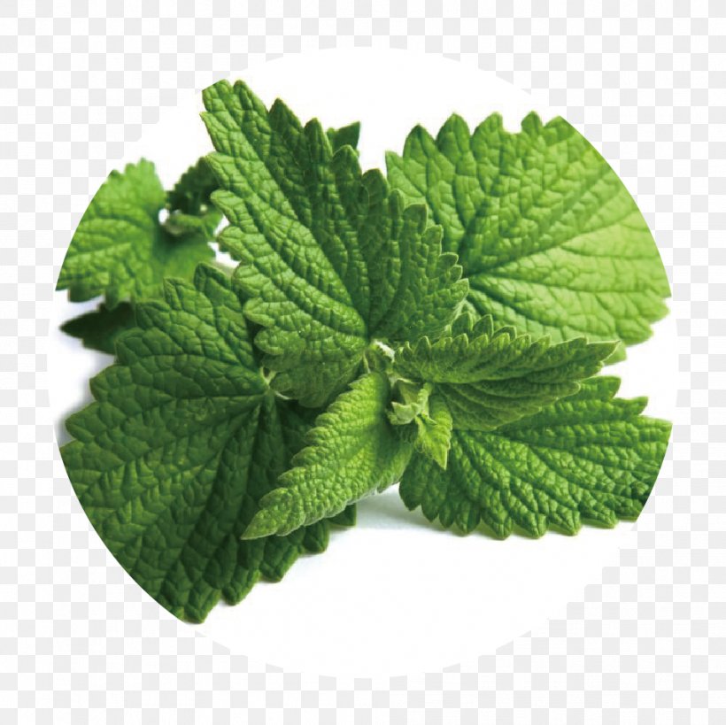 Peppermint Extract Spearmint Herb Food, PNG, 958x957px, Peppermint, Apple Mint, Basil, Extract, Flower Download Free