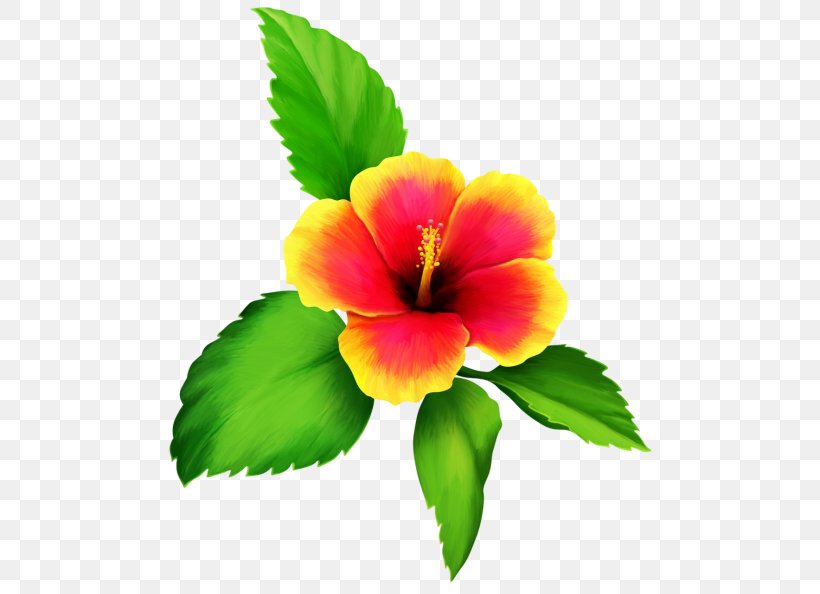 Shoeblackplant Flower Clip Art, PNG, 500x594px, Shoeblackplant, China Rose, Chinese Hibiscus, Flower, Flowering Plant Download Free