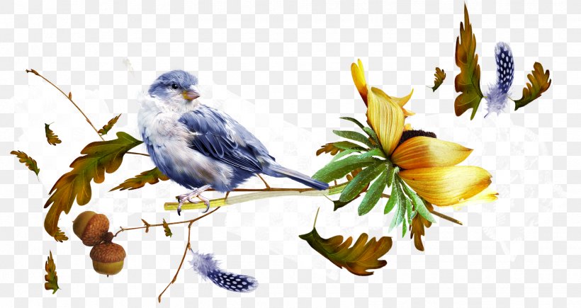 Bird Clip Art, PNG, 1834x973px, Bird, Art, Artwork, Beak, Blue Jay Download Free