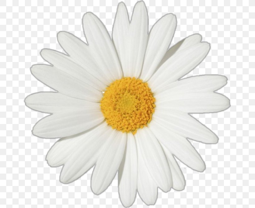 Common Daisy Oxeye Daisy Flower Clip Art Transvaal Daisy, PNG, 667x671px, Common Daisy, Aster, Chamaemelum Nobile, Chrysanthemum, Chrysanths Download Free
