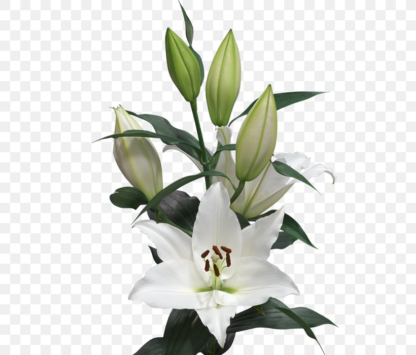 Lilium Cut Flowers Length Oriental Hybrids, PNG, 700x700px, Lilium, Bud, Bulb, Centimeter, Color Download Free