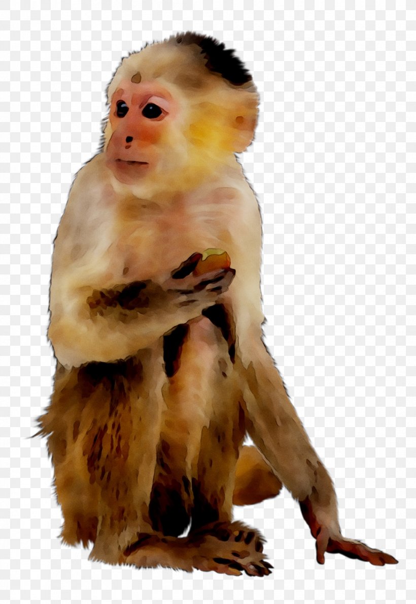 Macaque Faculty Of Veterinary Medicine UNAM National Autonomous University Of Mexico New World Monkeys Old World Monkeys, PNG, 1097x1590px, Macaque, Animal, Facebook, Human, Mammal Download Free