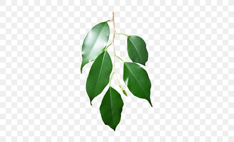 Branch Leaf Swamp Spanish Oak Plant Stem, PNG, 361x500px, Branch, English Oak, Fruit, Green, Leaf Download Free