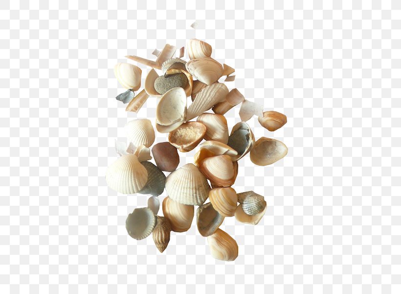 Cockle Seashell Clip Art, PNG, 450x600px, Cockle, Bivalvia, Clam, Clams Oysters Mussels And Scallops, Conchology Download Free