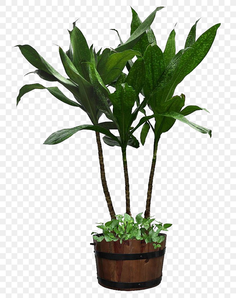 Houseplant Flowerpot Ornamental Plant, PNG, 800x1036px, Plant, Bamboo, Cycad, Evergreen, Flower Download Free