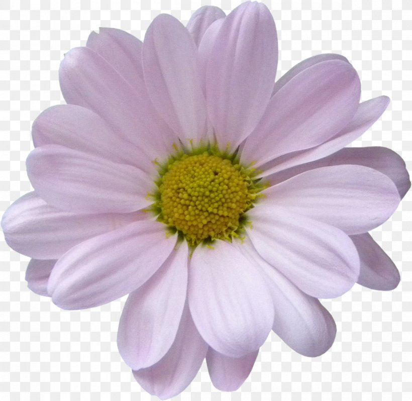 Lilac Violet Argyranthemum Frutescens Daisy Family Purple, PNG, 1200x1168px, Lilac, Annual Plant, Argyranthemum Frutescens, Aster, Chrysanthemum Download Free
