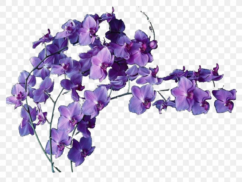 Cut Flowers Violet Flower Bouquet Floral Design, PNG, 1024x768px, Flower, Cut Flowers, Floral Design, Flower Bouquet, Flowering Plant Download Free