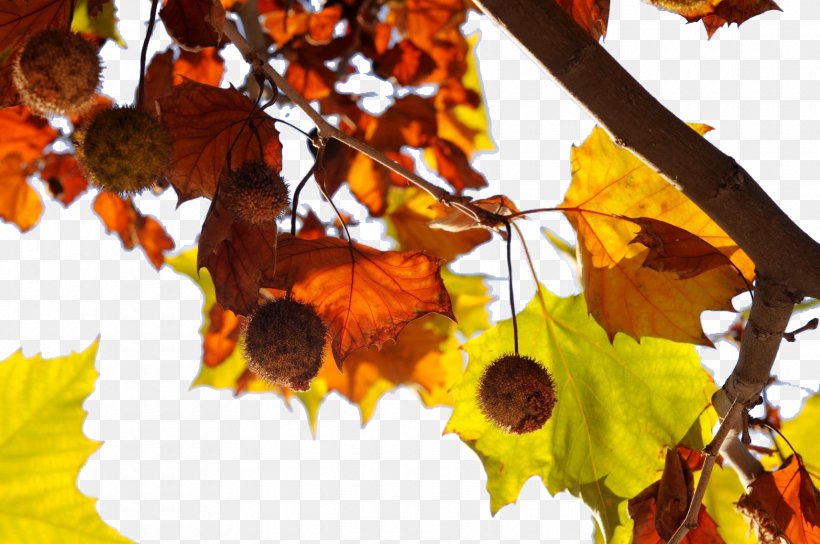 Firmiana Simplex Autumn Leaf Meteorology, PNG, 1715x1139px, Firmiana Simplex, Autumn, Branch, Deciduous, Dew Download Free