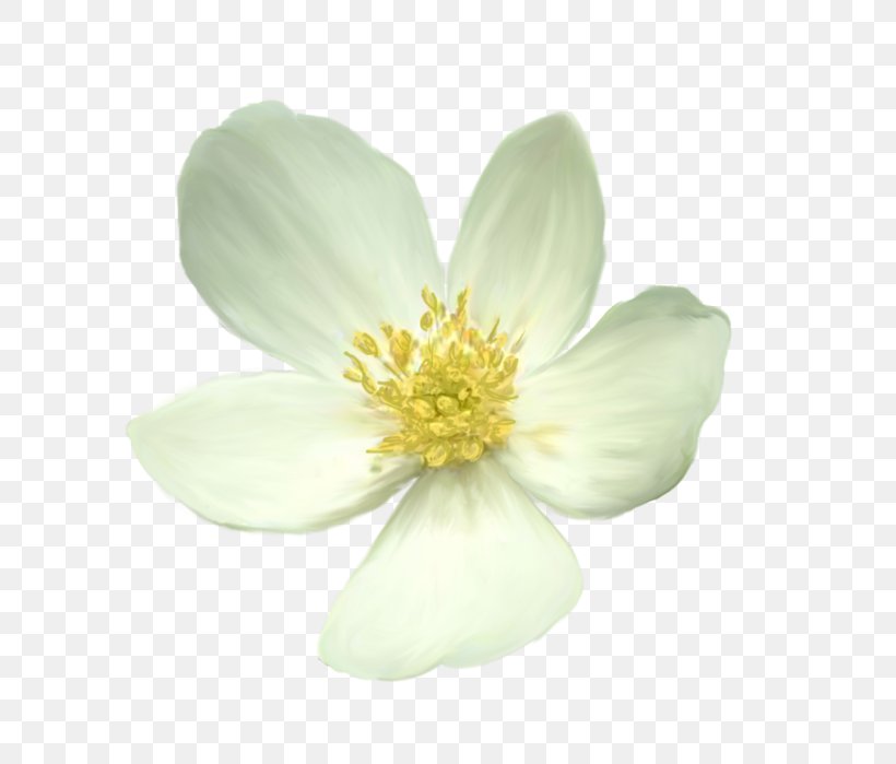 Flower Truevision TGA, PNG, 690x699px, Flower, Anemone, Blume, Computer Software, Data Download Free