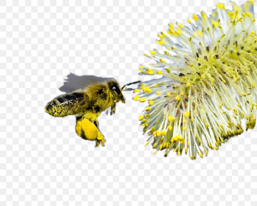 Honey Bee Bumblebee Comb Honey, PNG, 1280x1024px, Honey Bee, Bee, Bee Pollen, Beekeeping, Bumblebee Download Free