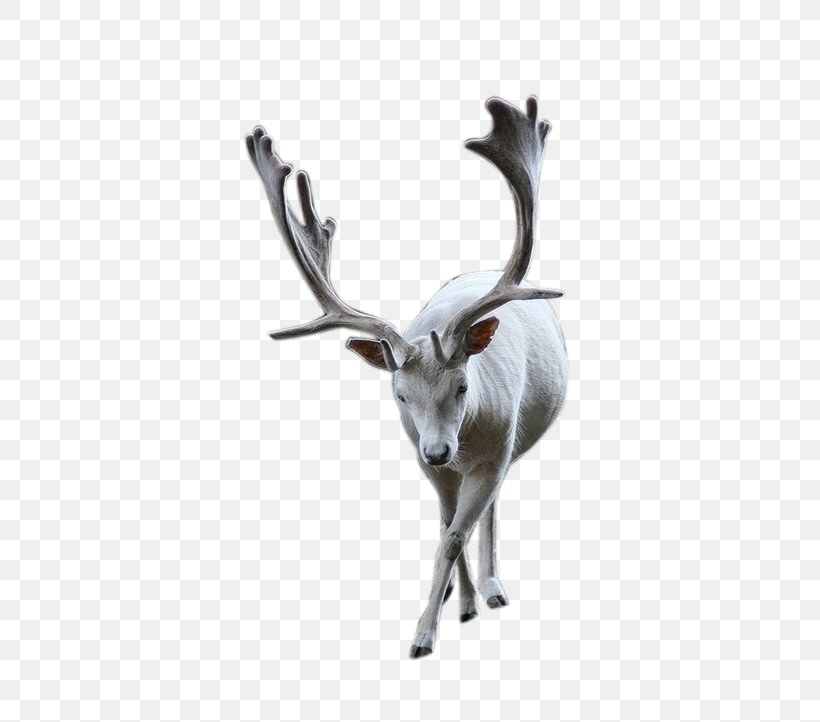 Reindeer Pxe8re Davids Deer, PNG, 500x722px, Reindeer, Antler, Deer, Deviantart, Fauna Download Free