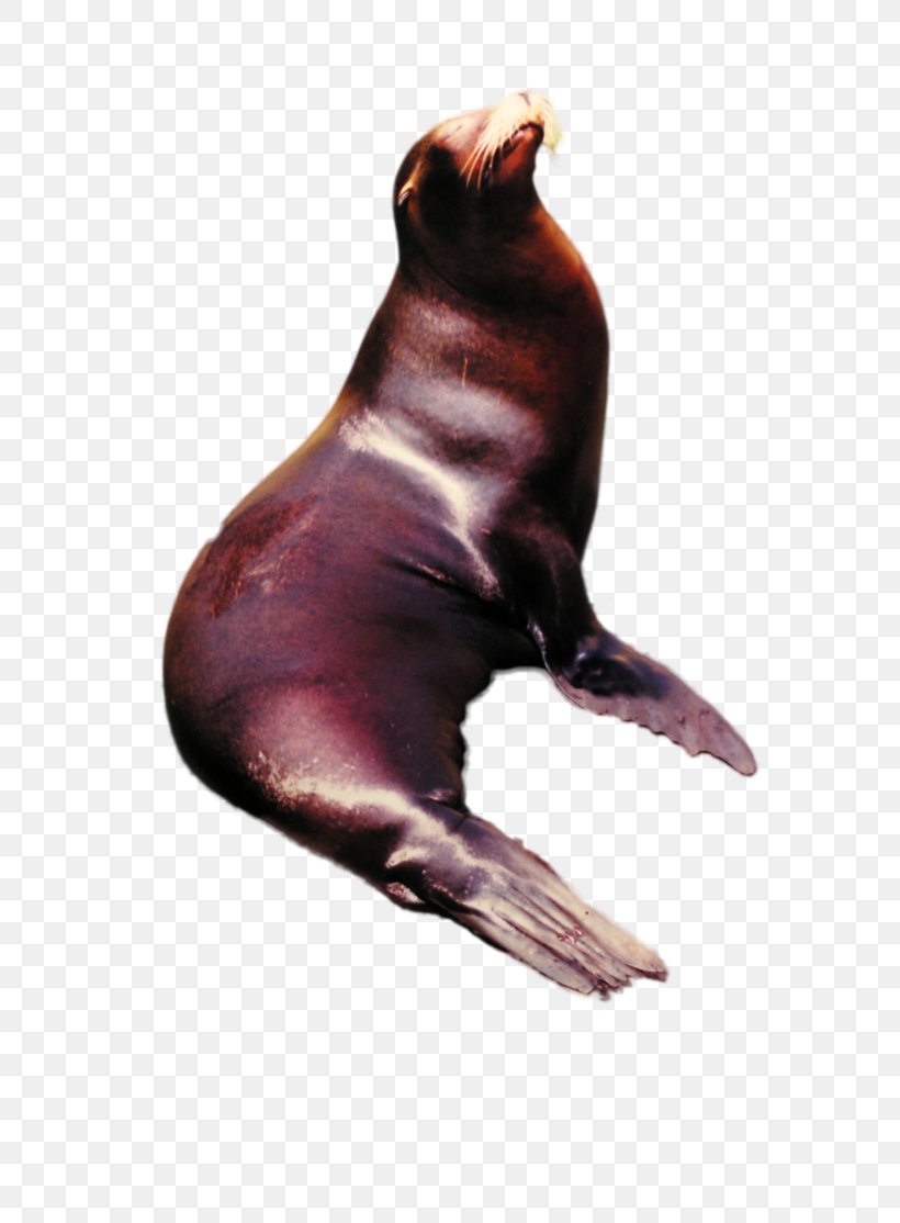 Sea Lion Marine Mammal, PNG, 717x1114px, Sea Lion, Animal, Art, Deviantart, Lion Download Free