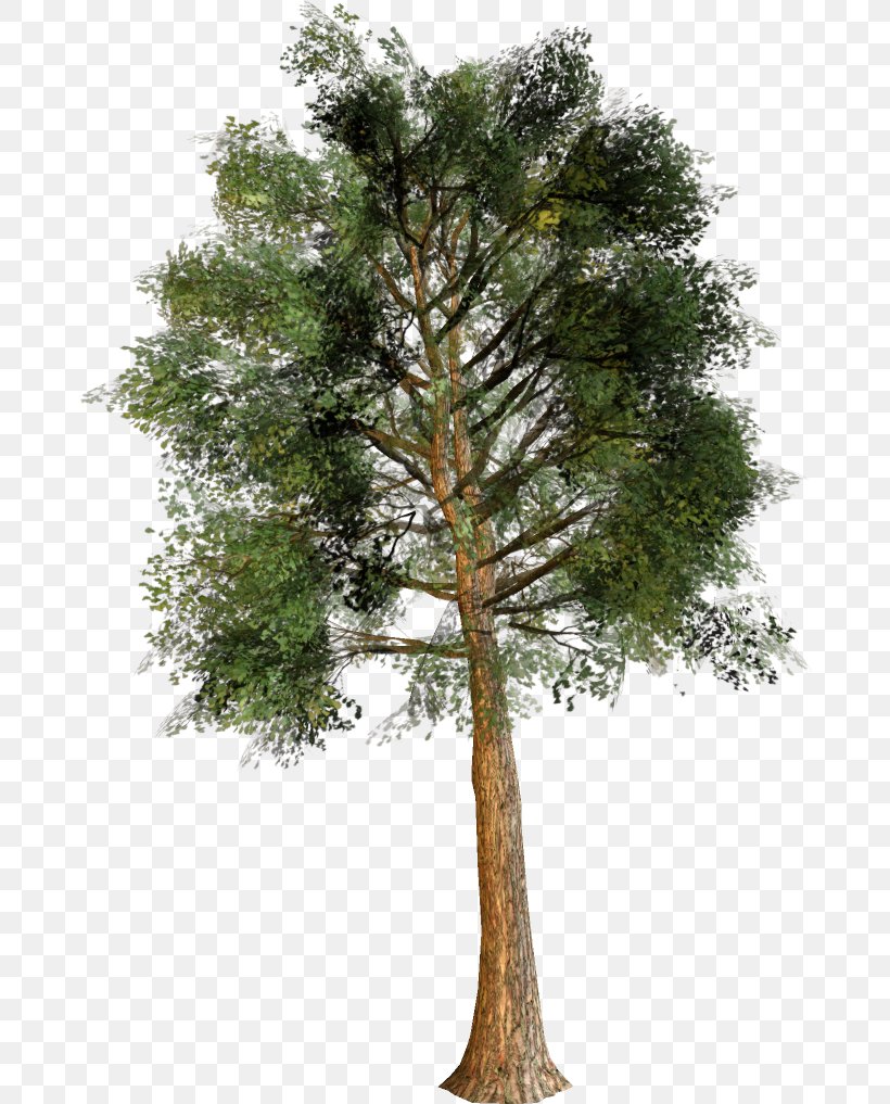 Trunk Fir Pine Cedar, PNG, 678x1017px, Trunk, American Larch, Branch, Cedar, Evergreen Download Free