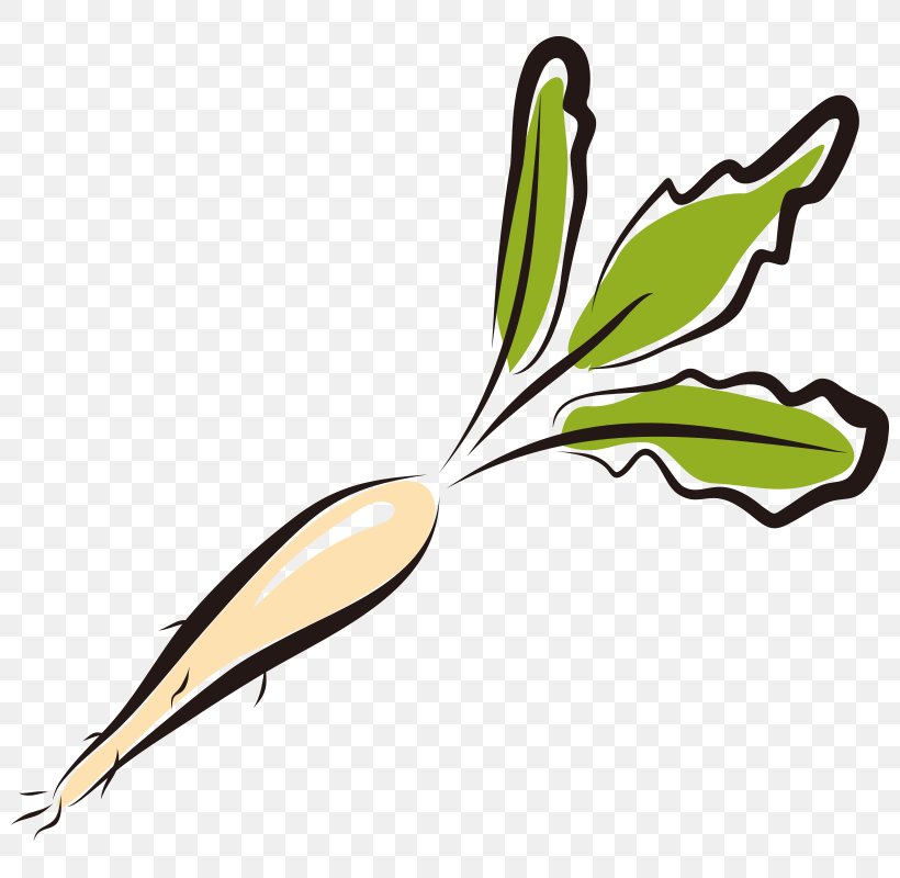 Garden Radish Vegetable Illustration, PNG, 800x800px, Garden Radish, Auglis, Beak, Drawing, Feather Download Free