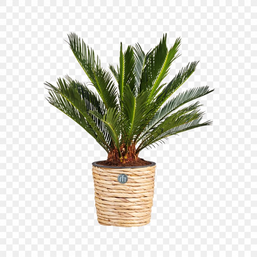 How To Grow Fresh Air: 50 Houseplants That Purify Your Home Or Office Flowerpot Coconut, PNG, 1800x1800px, Houseplant, Arecaceae, Arecales, Artificial Flower, Coconut Download Free