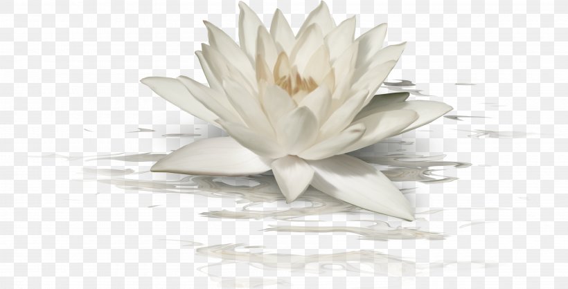 Nelumbo Nucifera White, PNG, 3600x1839px, Nelumbo Nucifera, Color, Flower, Petal, Software Download Free