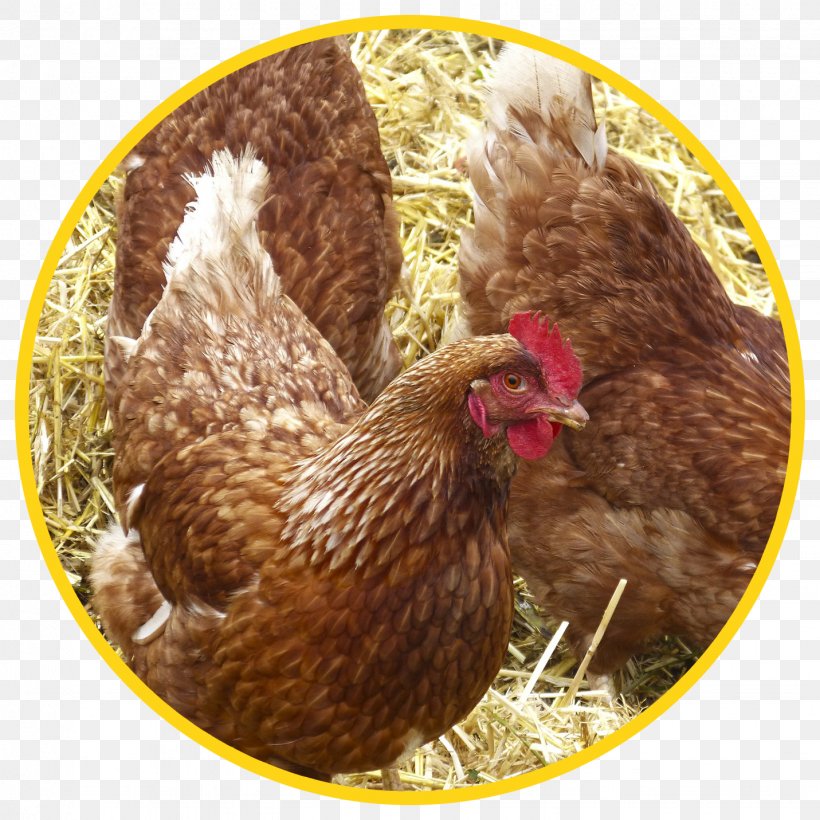 Pekin Chicken Poultry Hay Straw Cattle Feeding, PNG, 1431x1431px, Pekin Chicken, Animal Husbandry, Beak, Cattle Feeding, Chicken Download Free