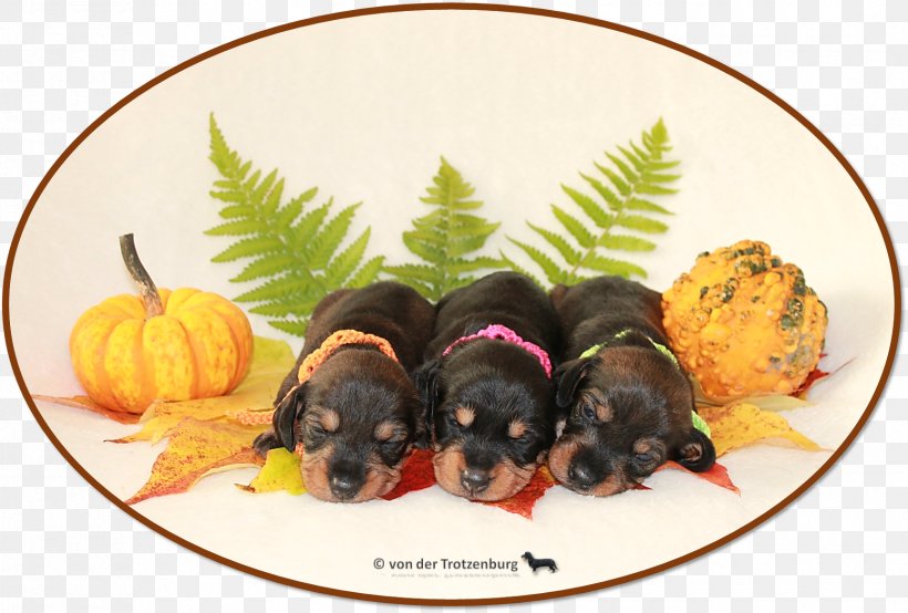 Puppy Dog Breed Breeder, PNG, 1730x1169px, 2018, Puppy, Breed, Breeder, Carnivoran Download Free