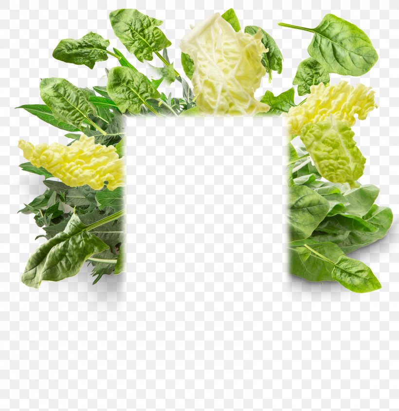 Romaine Lettuce Vegetarian Cuisine Spring Greens Cruciferous Vegetables Rapini, PNG, 1600x1650px, Romaine Lettuce, Cruciferous Vegetables, Food, Greens, Herb Download Free