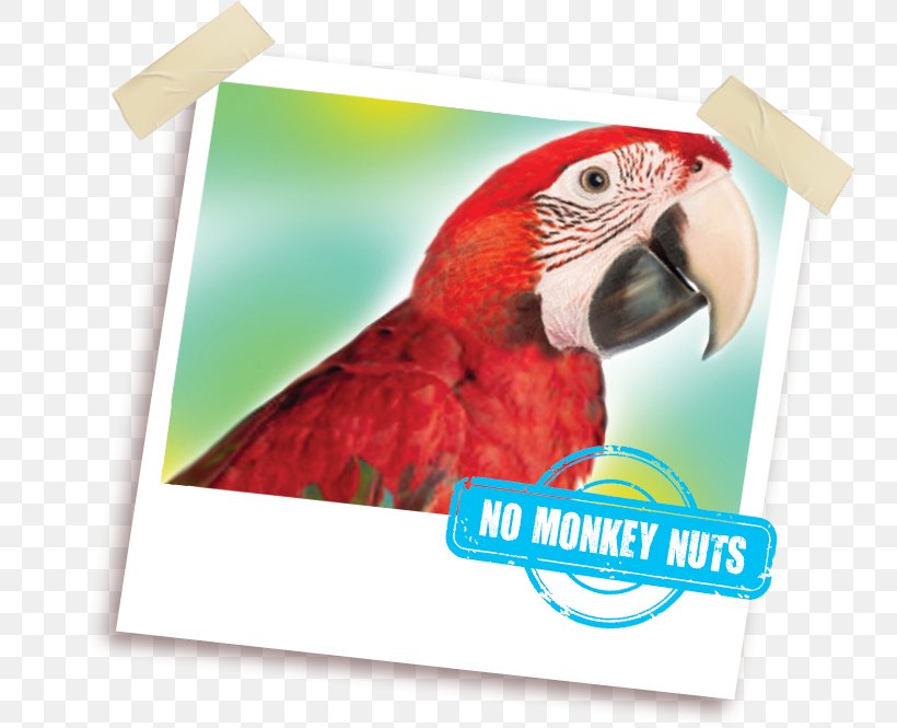 Macaw Grey Parrot African Greys Bird, PNG, 755x665px, Macaw, Advertising, Animal, Animal Feed, Beak Download Free