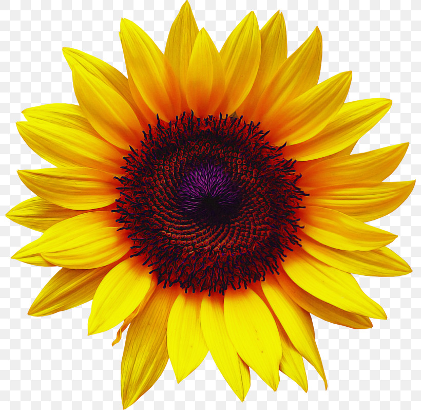 Sunflower, PNG, 800x798px, Flower, Asterales, Closeup, Petal, Plant Download Free
