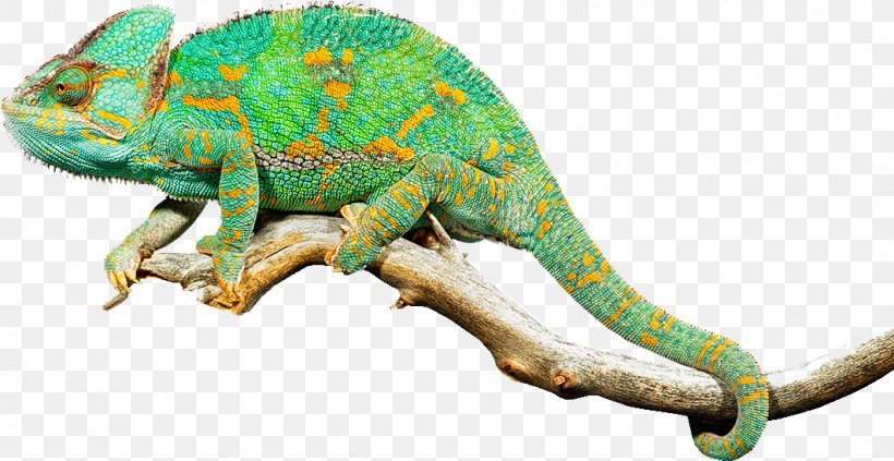 Chameleons Lizard Reptile Iguanas, PNG, 1062x548px, Chameleons, Adaptation, African Chameleon, Animal, Animal Figure Download Free