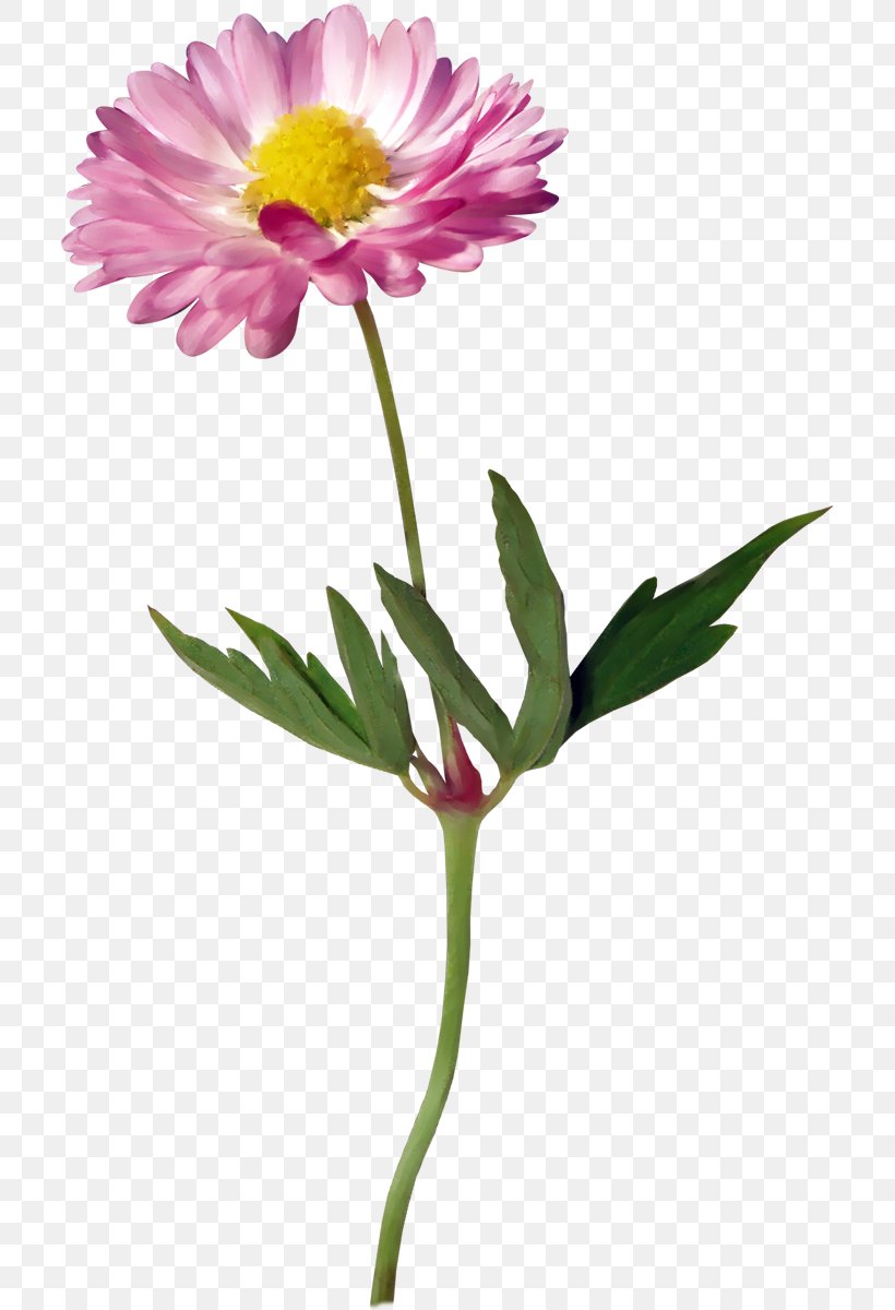 Clip Art Flower GIF Common Daisy, PNG, 708x1200px, Flower, Annual Plant, Aster, Common Daisy, Computer Monitors Download Free
