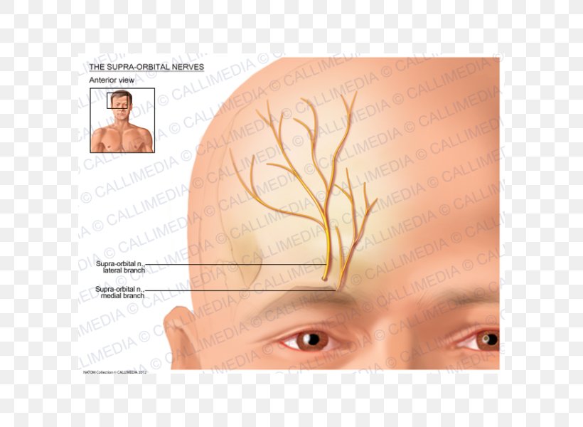 Eyebrow Supraorbital Nerve Supraorbital Artery Anatomy, PNG, 600x600px, Eyebrow, Anatomy, Cheek, Chin, Close Up Download Free