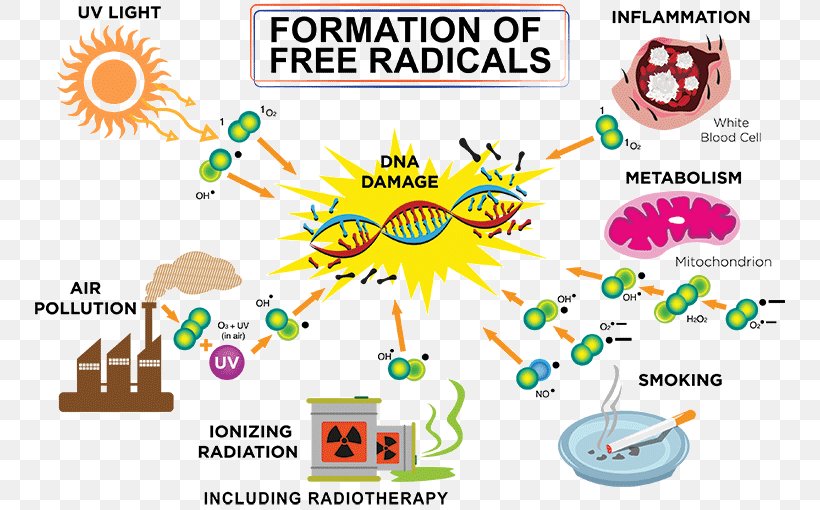 Free-radical Theory Of Aging Antioxidant Molecule Unpaired Electron, PNG, 750x510px, Radical, Antioxidant, Area, Ascorbic Acid, Atom Download Free