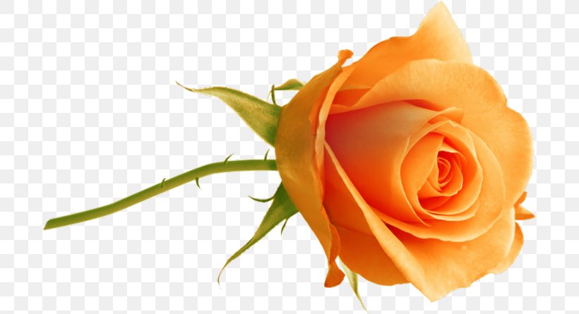 Garden Roses Cabbage Rose Beach Rose Floribunda Orange, PNG, 699x445px, Garden Roses, Beach Rose, Bud, Cabbage Rose, Close Up Download Free