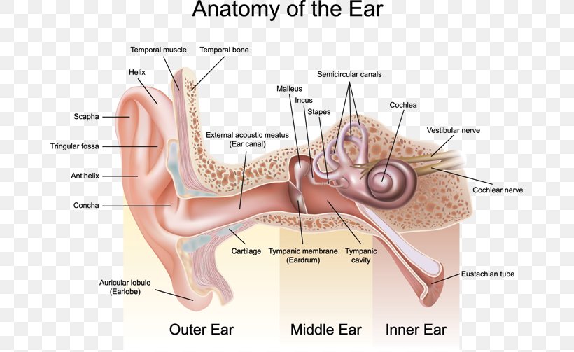 Outer Ear Anatomy Auricle Middle Ear, PNG, 675x503px, Watercolor, Cartoon, Flower, Frame, Heart Download Free