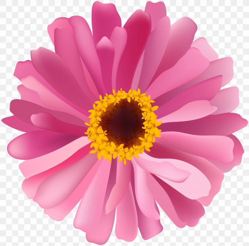 Transvaal Daisy Chrysanthemum Marguerite Daisy Daisy Family Aster, PNG, 8000x7931px, Transvaal Daisy, Annual Plant, Argyranthemum, Aster, Chrysanthemum Download Free