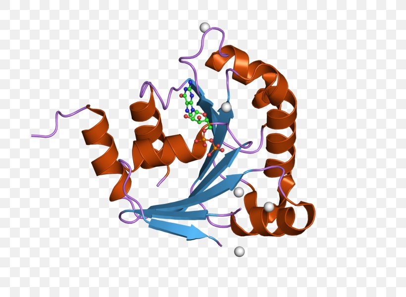 ARL8B ARL8A ADP Ribosylation Factor Human Protein, PNG, 800x600px, Adp Ribosylation Factor, Adp Llc, Art, Ensembl, Gene Download Free
