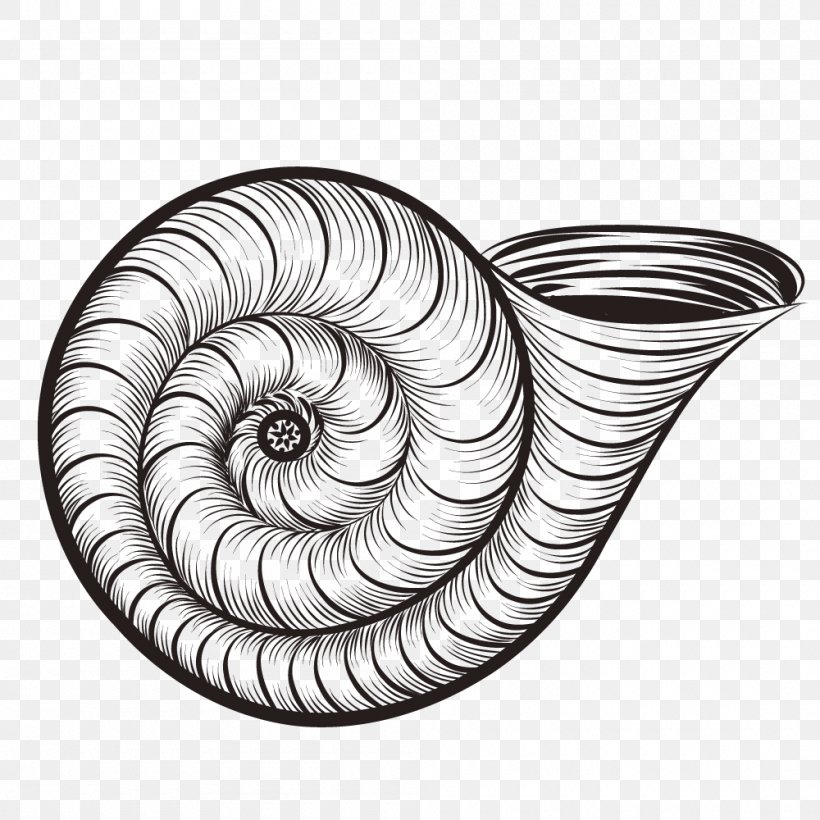 Caracol Seashell Euclidean Vector Snail, PNG, 1000x1000px, Caracol, Black And White, Drawing, Gastropod Shell, Horn Download Free