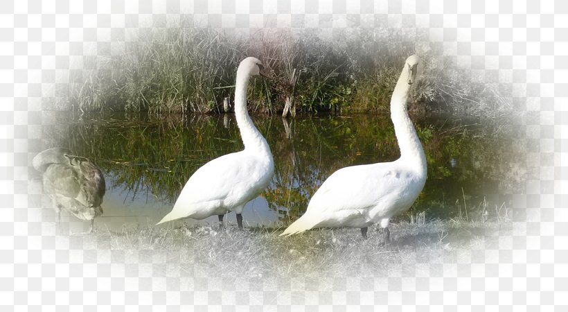 Cygnini Bird Crane Beak Wildlife, PNG, 800x450px, Cygnini, Beak, Bird, Crane, Crane Like Bird Download Free