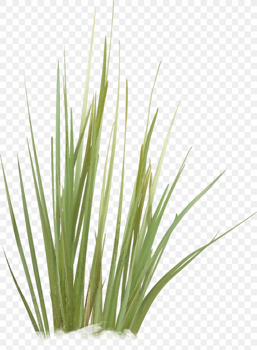 Green Grasses Plant Stem Family, PNG, 1342x1824px, Green, Family, Grass, Grass Family, Grasses Download Free