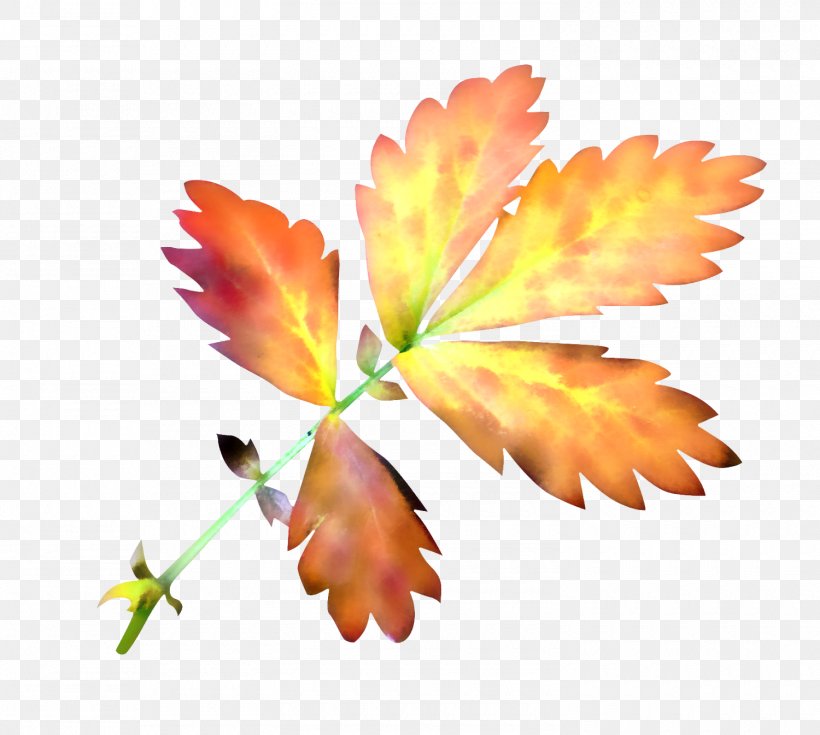 Maple Leaf Red, PNG, 1500x1345px, Leaf, Albom, Autumn, Autumn Leaf Color, Branch Download Free