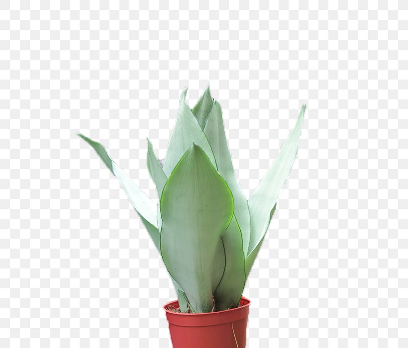 Tiger Picin Potted, PNG, 700x700px, Vecteur, Agave, Aloe, Drawing, Flower Download Free