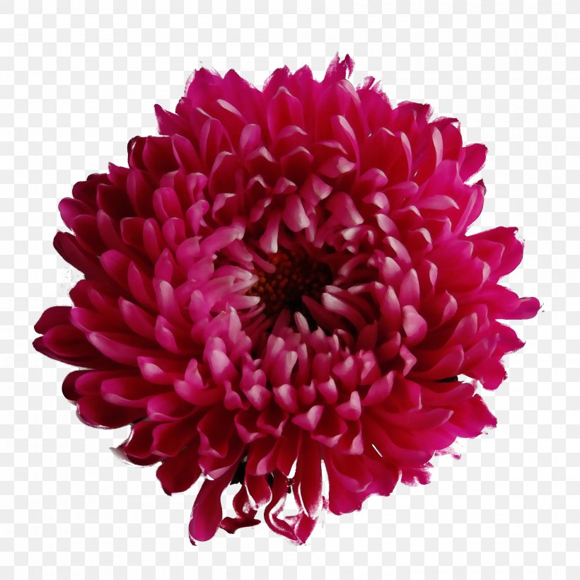 Chrysanthemum Clip Art Transparency Flower, PNG, 2000x2000px, Chrysanthemum, Artificial Flower, Aster, Chrysanths, Cut Flowers Download Free