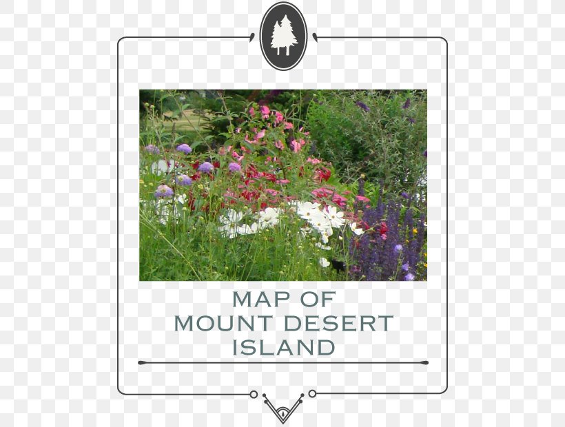 Garden Club Lawn Shrub Mount Desert, PNG, 480x620px, Garden, Email, Flora, Flower, Flowering Plant Download Free